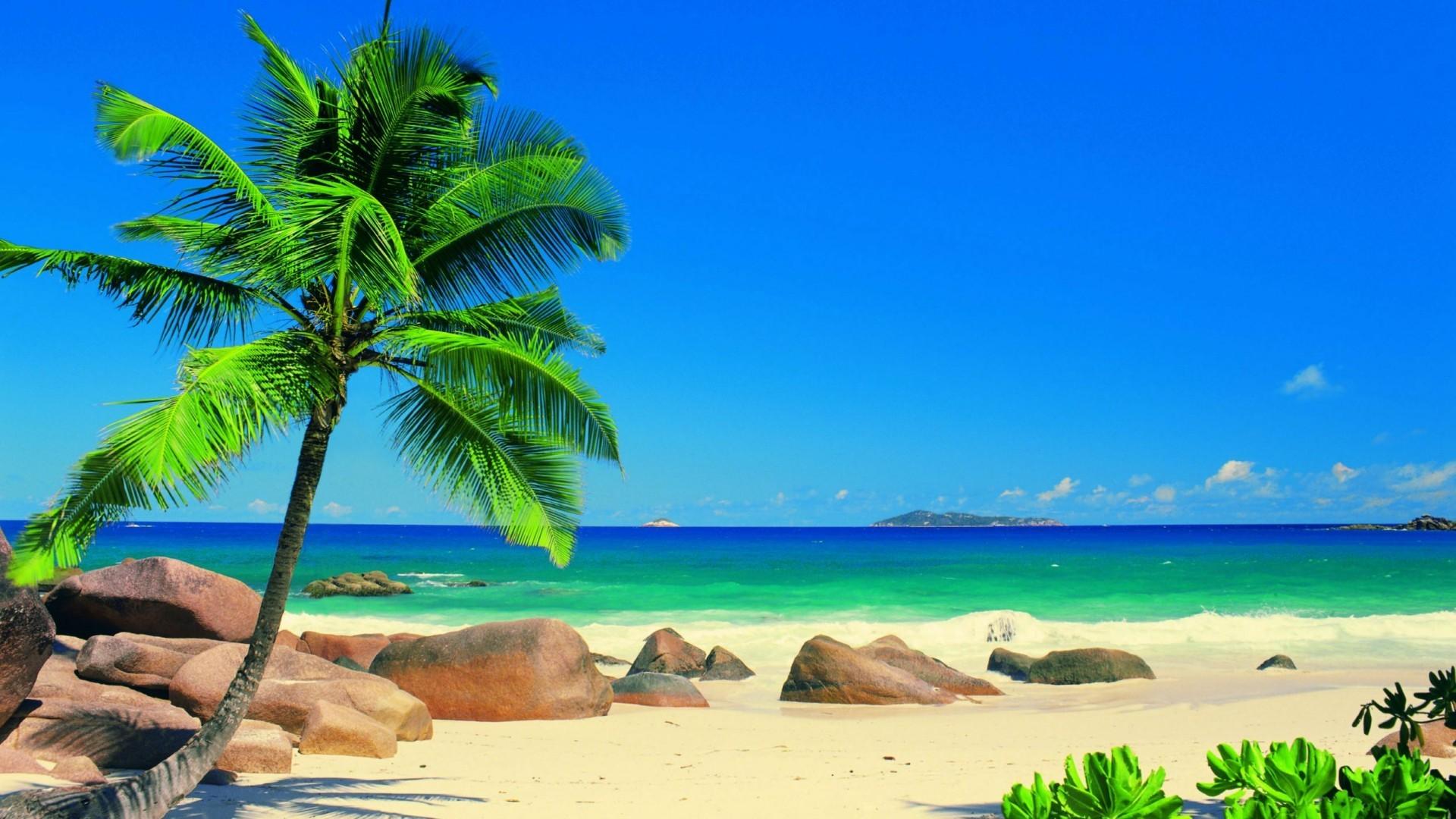 Windows Xp Wallpaper Beach Palm Trees Desktop Picture