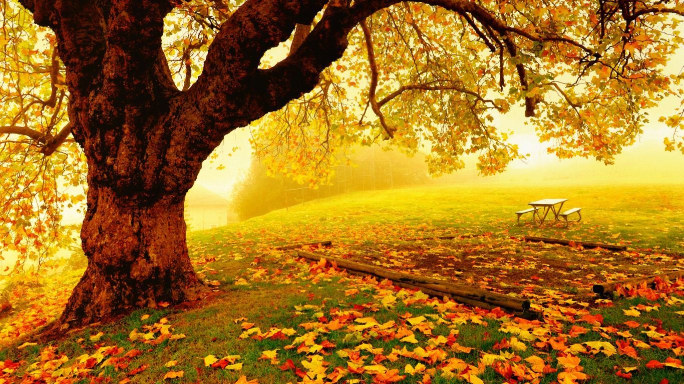 fall picture. Pretty Autumn Day Computer Wallpaper, Desktop Backgroundx768. Autumn landscape, Spring landscape, Nature image
