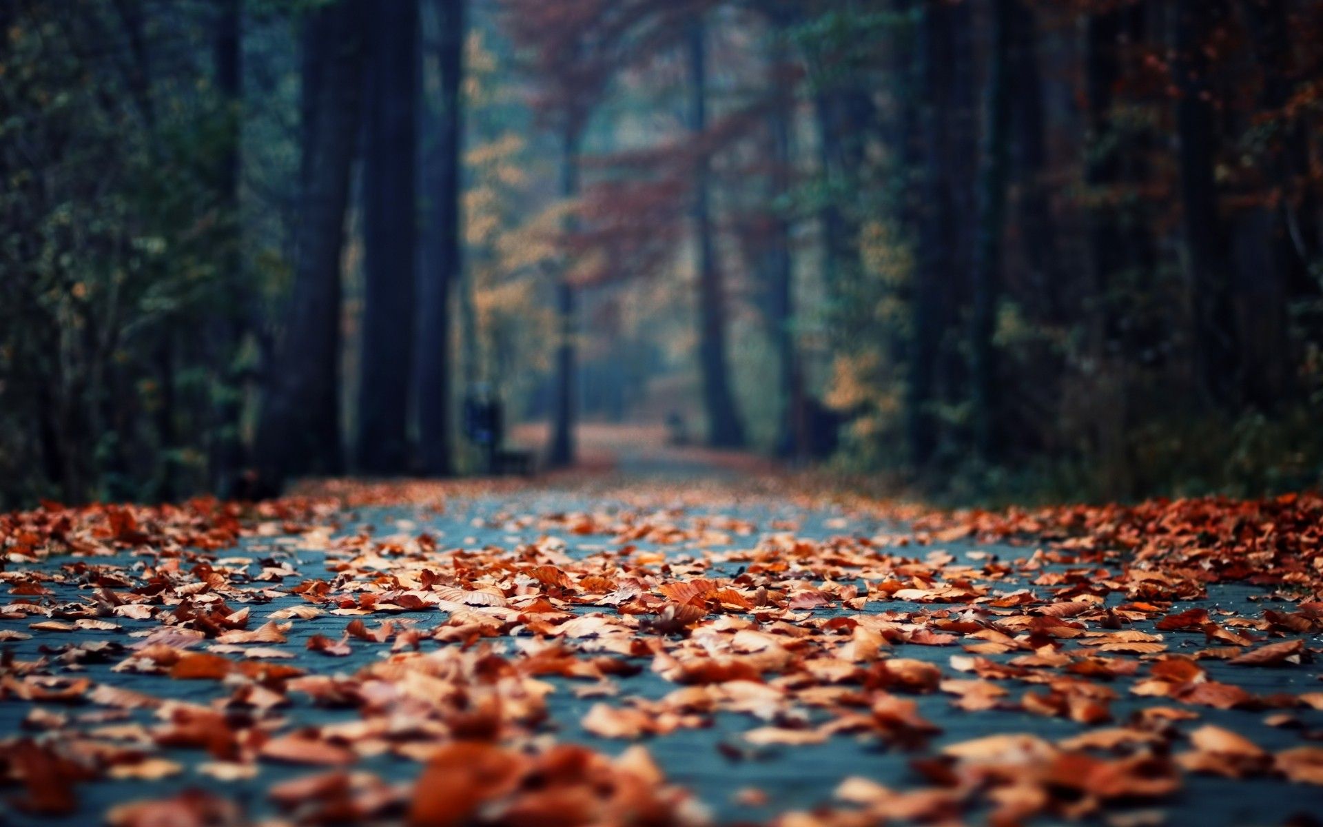 Daily Wallpaper: Fall Leaves. I Like To Waste My Time