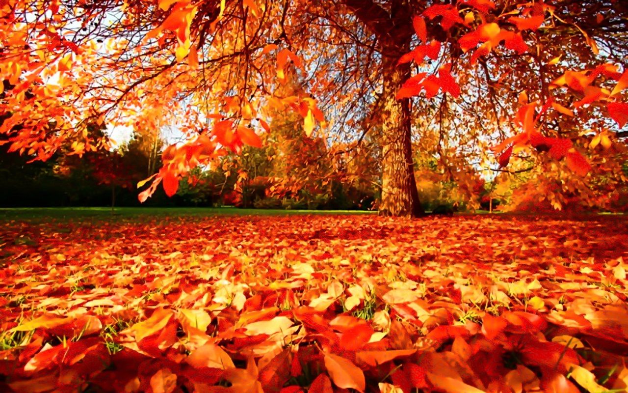 Beautiful Autumn Wallpaper
