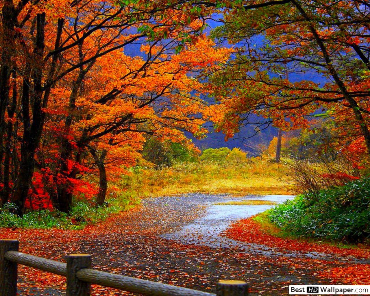 Beautiful autumn scenery HD wallpaper download