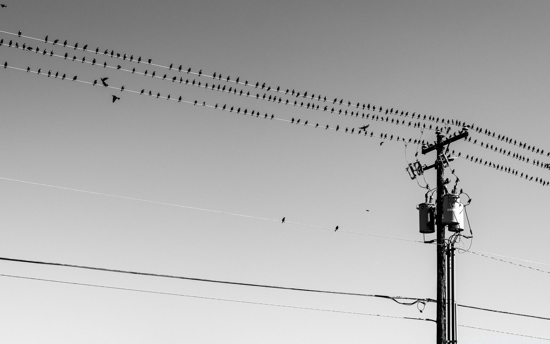 Birds On Wires
