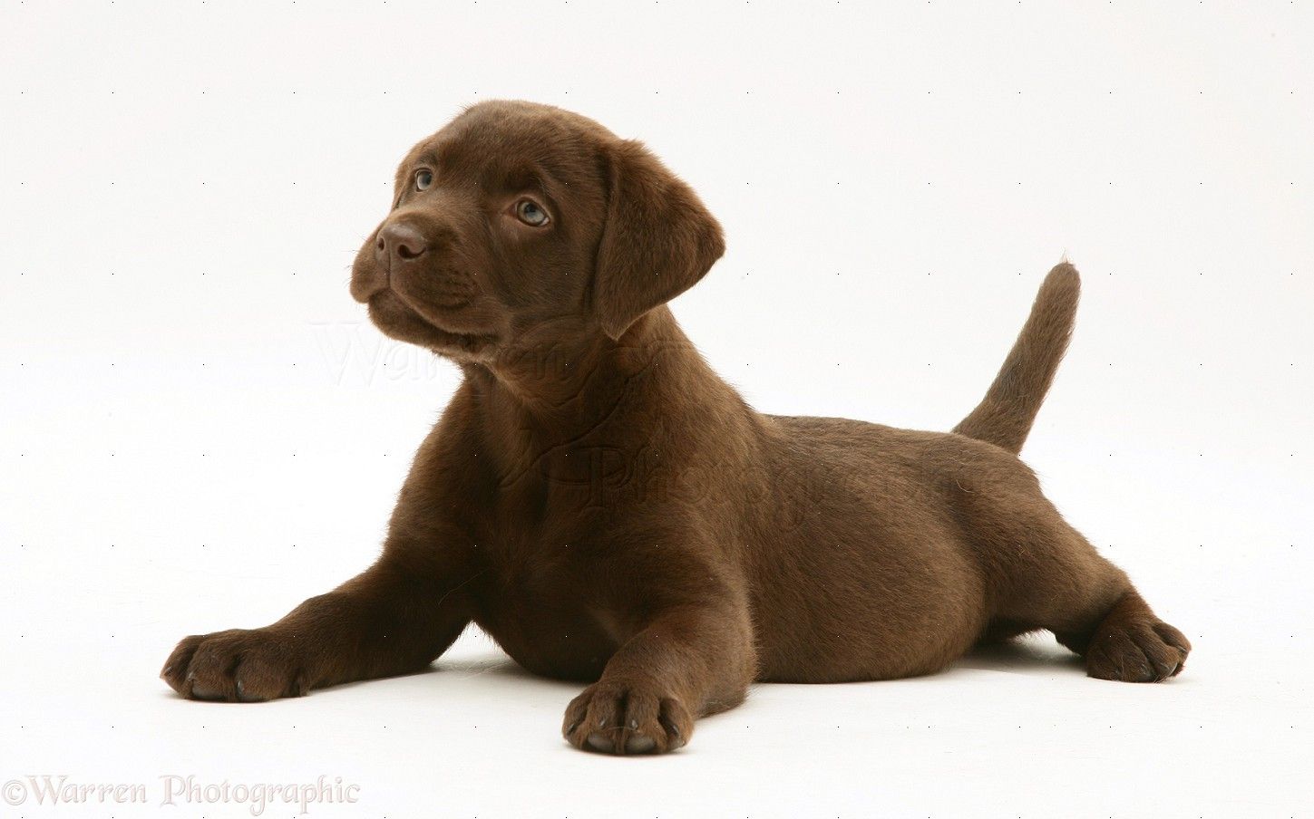 Free download 20818 Chocolate Labrador Retriever pup white backgroundjpg [1449x904] for your Desktop, Mobile & Tablet. Explore Chocolate Lab Puppy Wallpaper. Yellow Lab Wallpaper, Black Lab Wallpaper for Computer