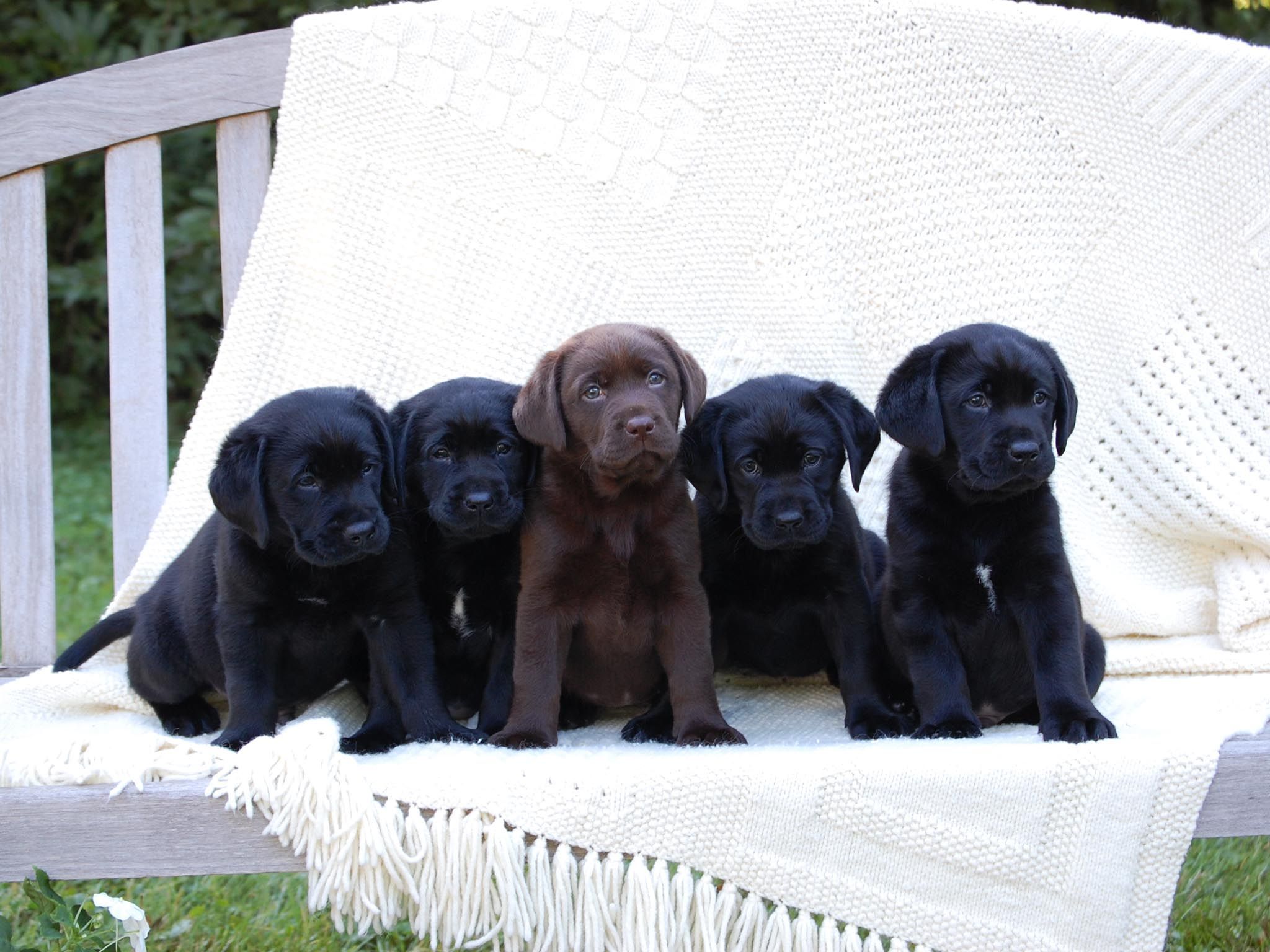 Black Lab Puppy Background
