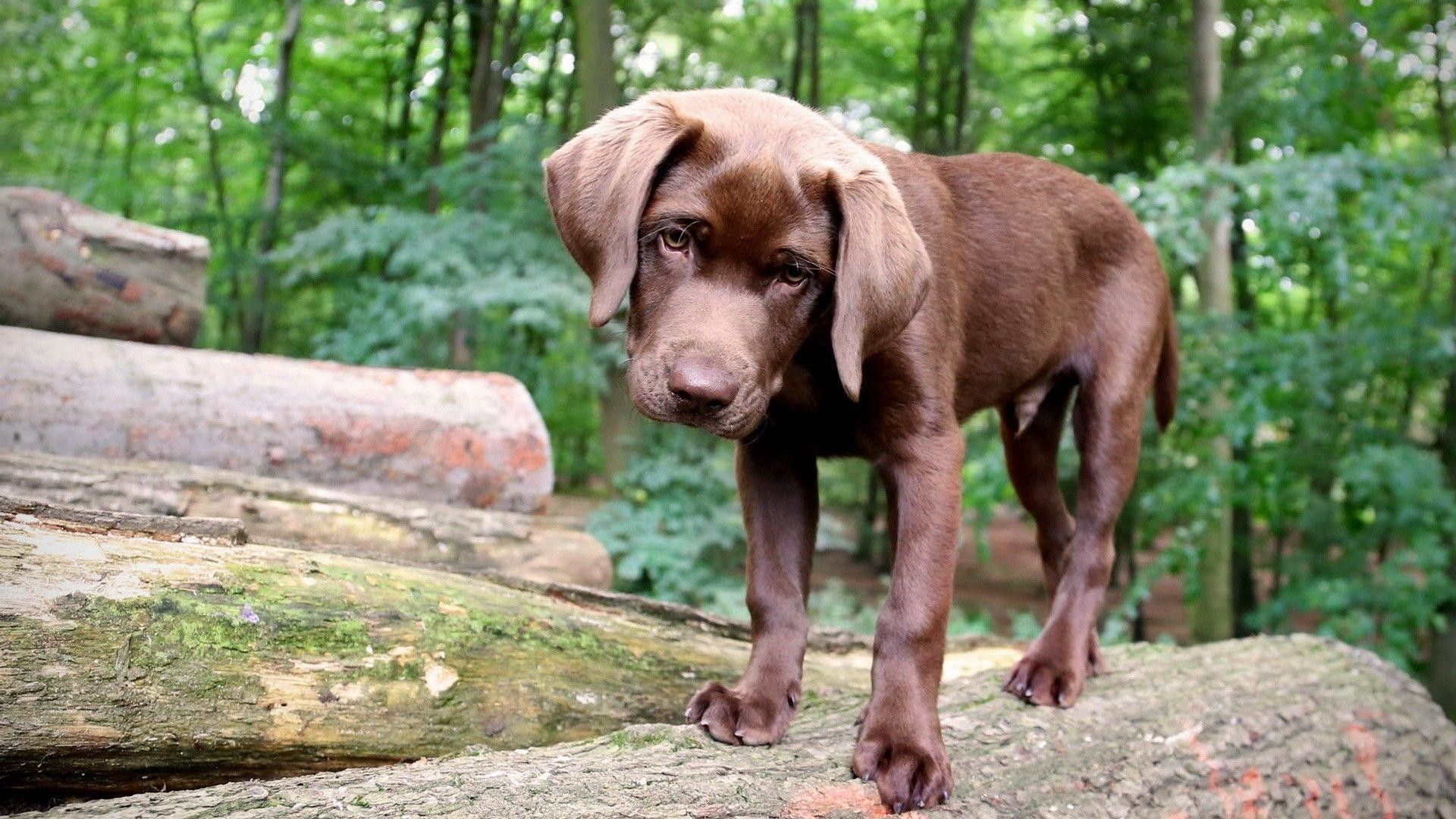 Chocolate Lab Puppy