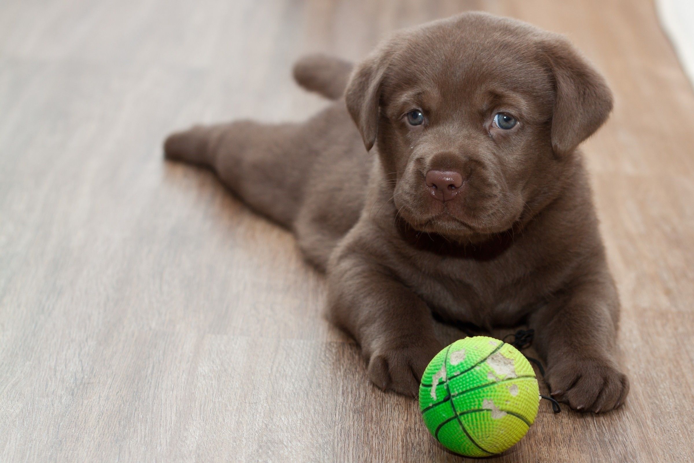 Chocolate Lab Puppy