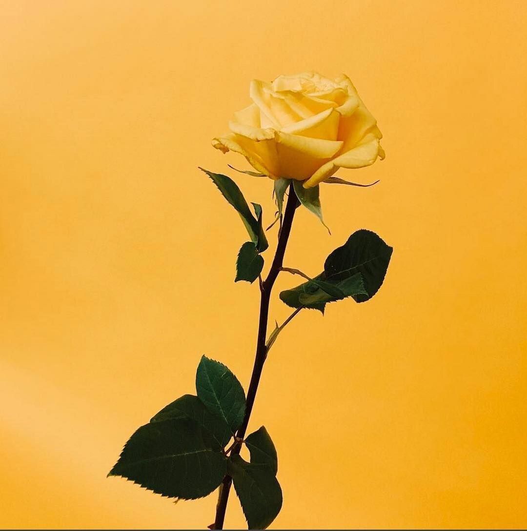 yellow, flower, wallpaper and aesthetic