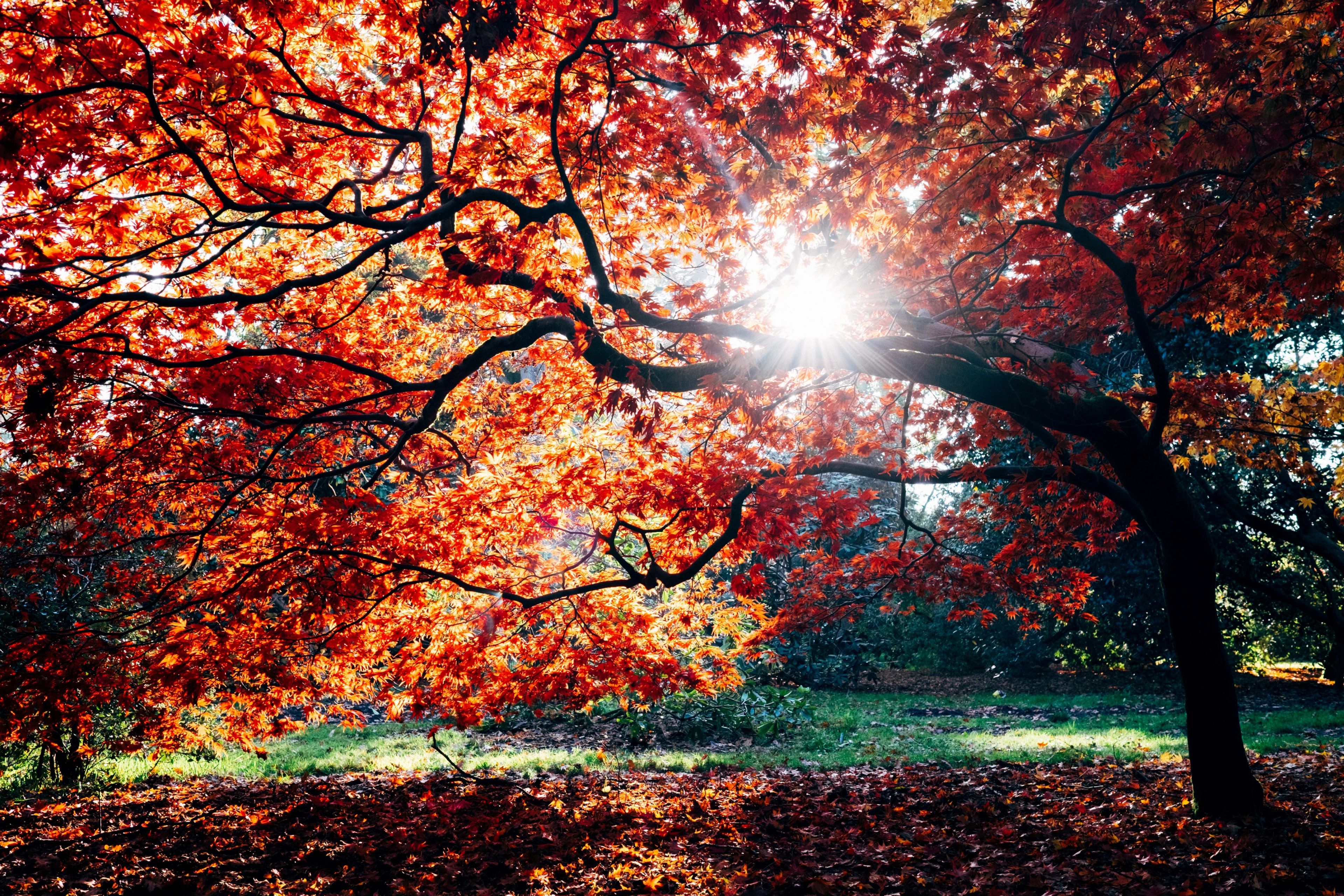 Wallpaper / trees sun autumn and fall HD 4k wallpaper