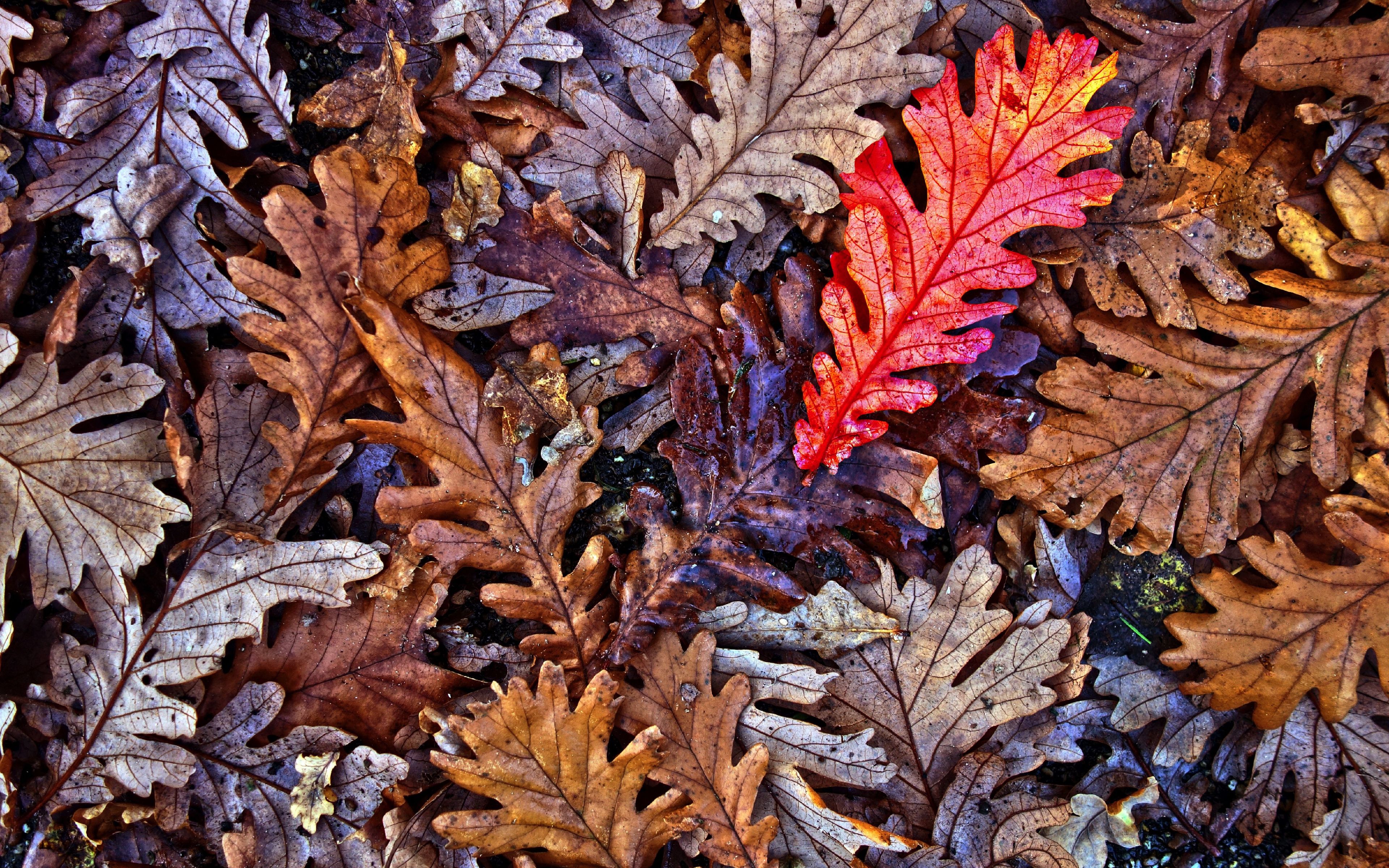 Desktop Wallpaper Oak Leaves, Fall, Autumn, 4k, HD Image, Picture, Background, B9025a