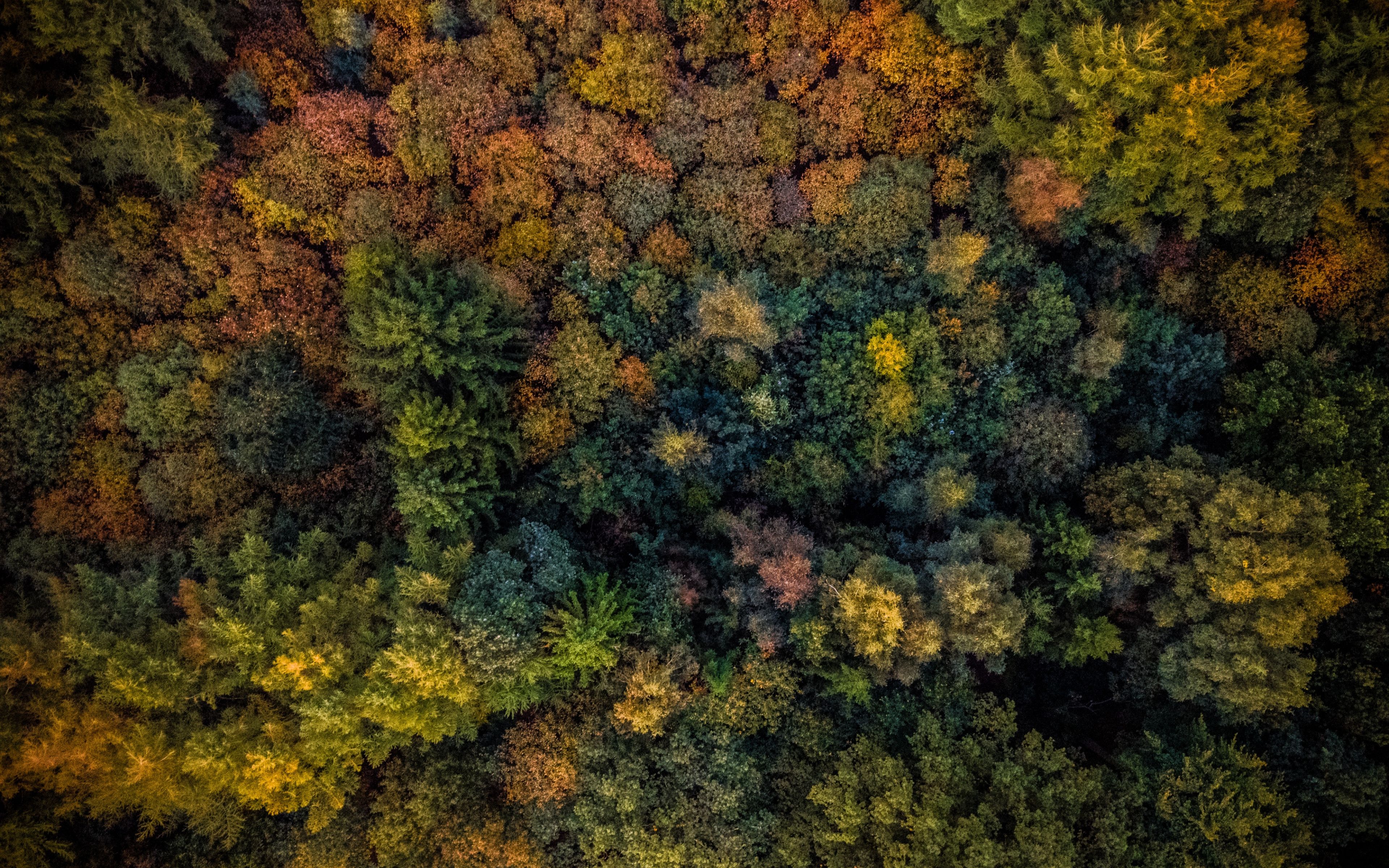 Desktop Wallpaper Autumn, Trees, Forest, Aerial View, 4k, HD Image, Picture, Background, 937213