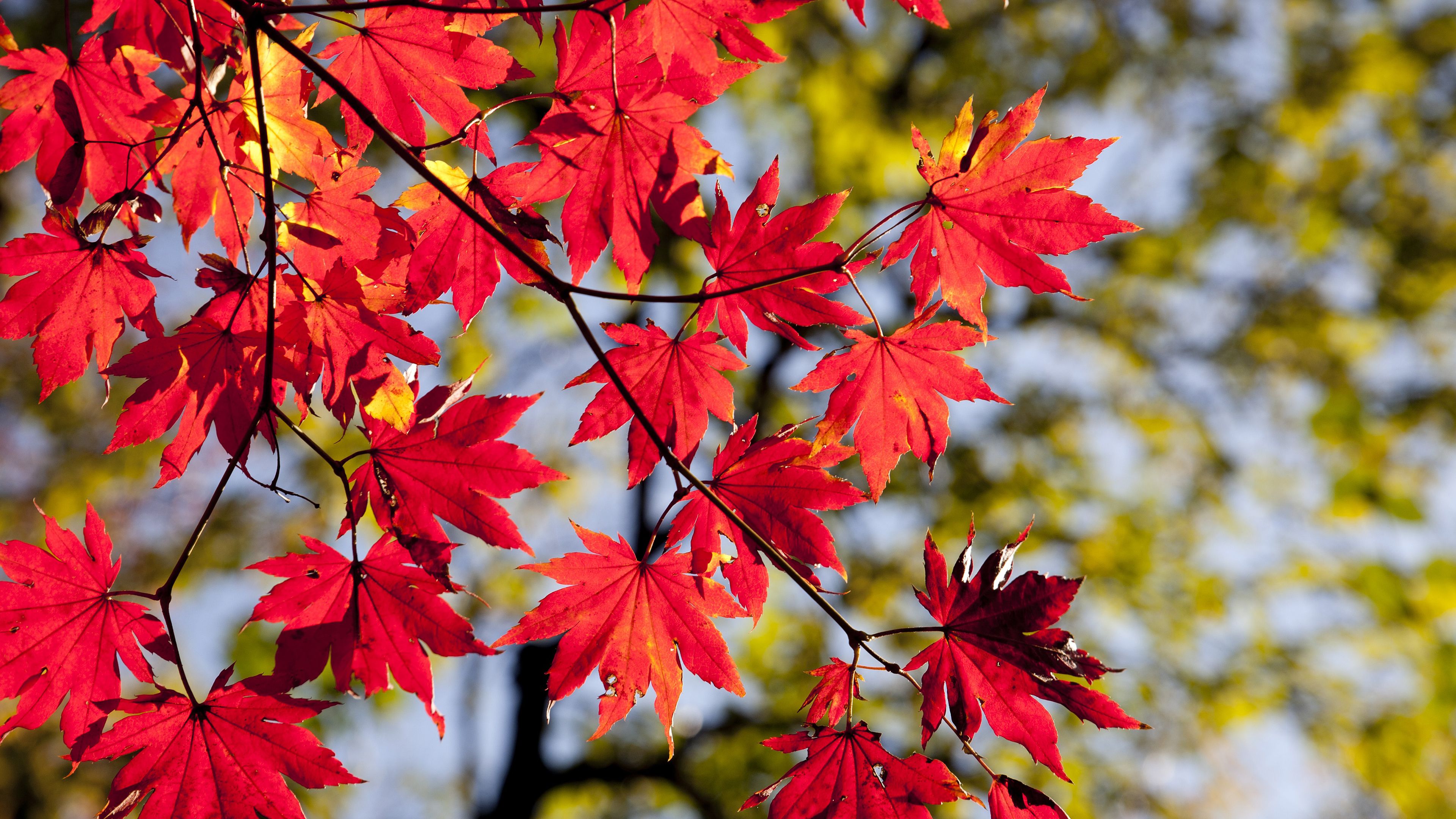 Autumn Colors 4K Chromebook Wallpaper