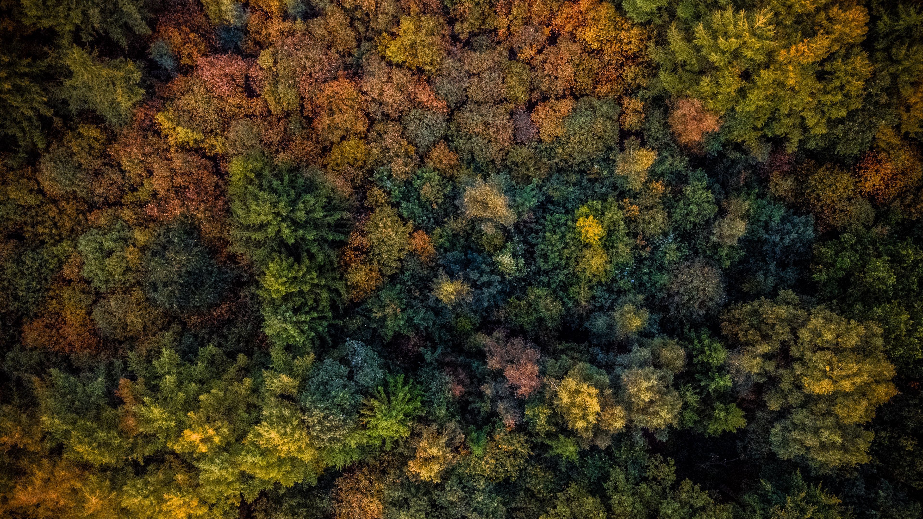 Download wallpaper 3840x2160 trees, view from above, autumn 4k uhd 16:9 HD background