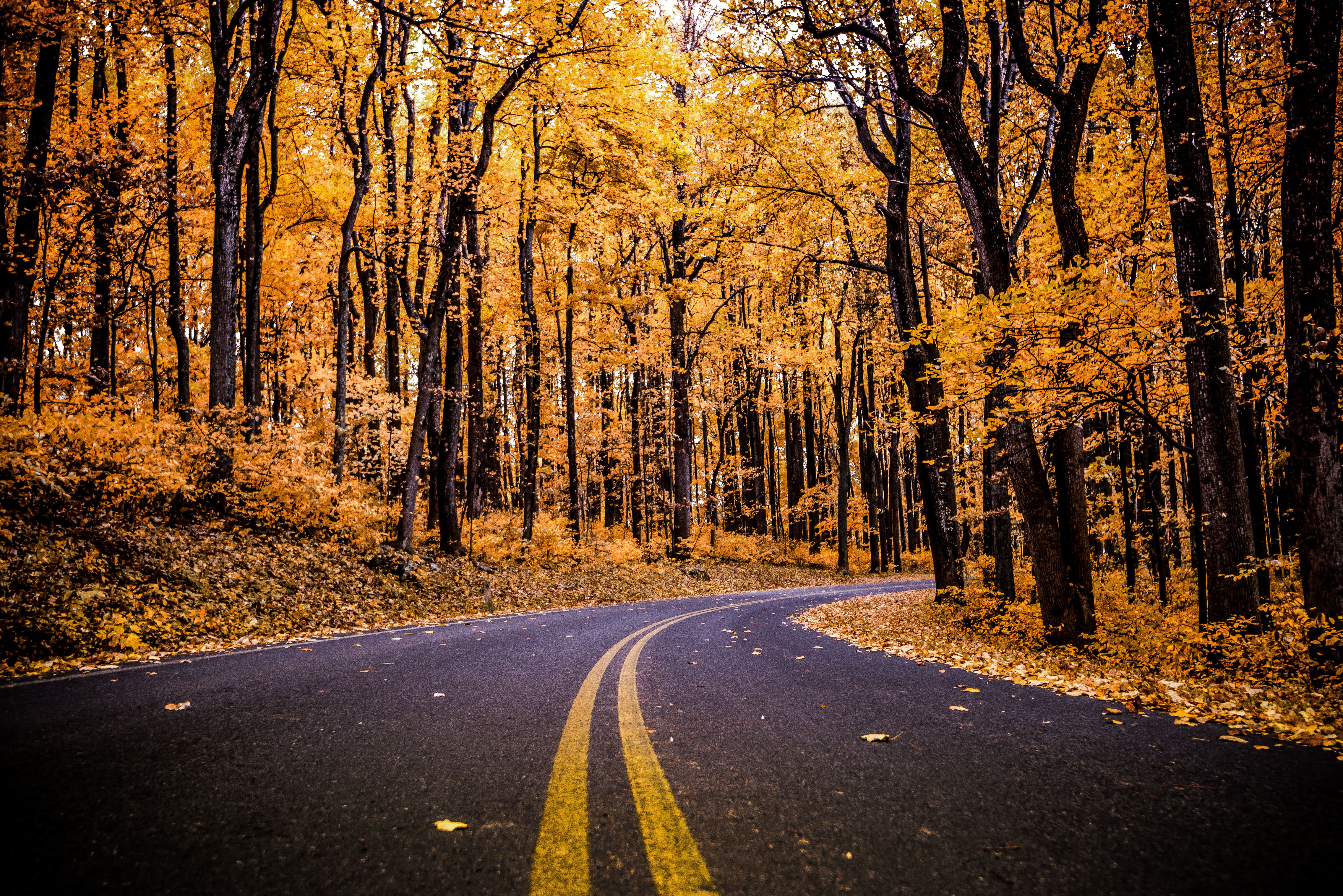 #Foliage, #Forest, K, #Pathway, #Autumn. Mocah.org HD Desktop Wallpaper