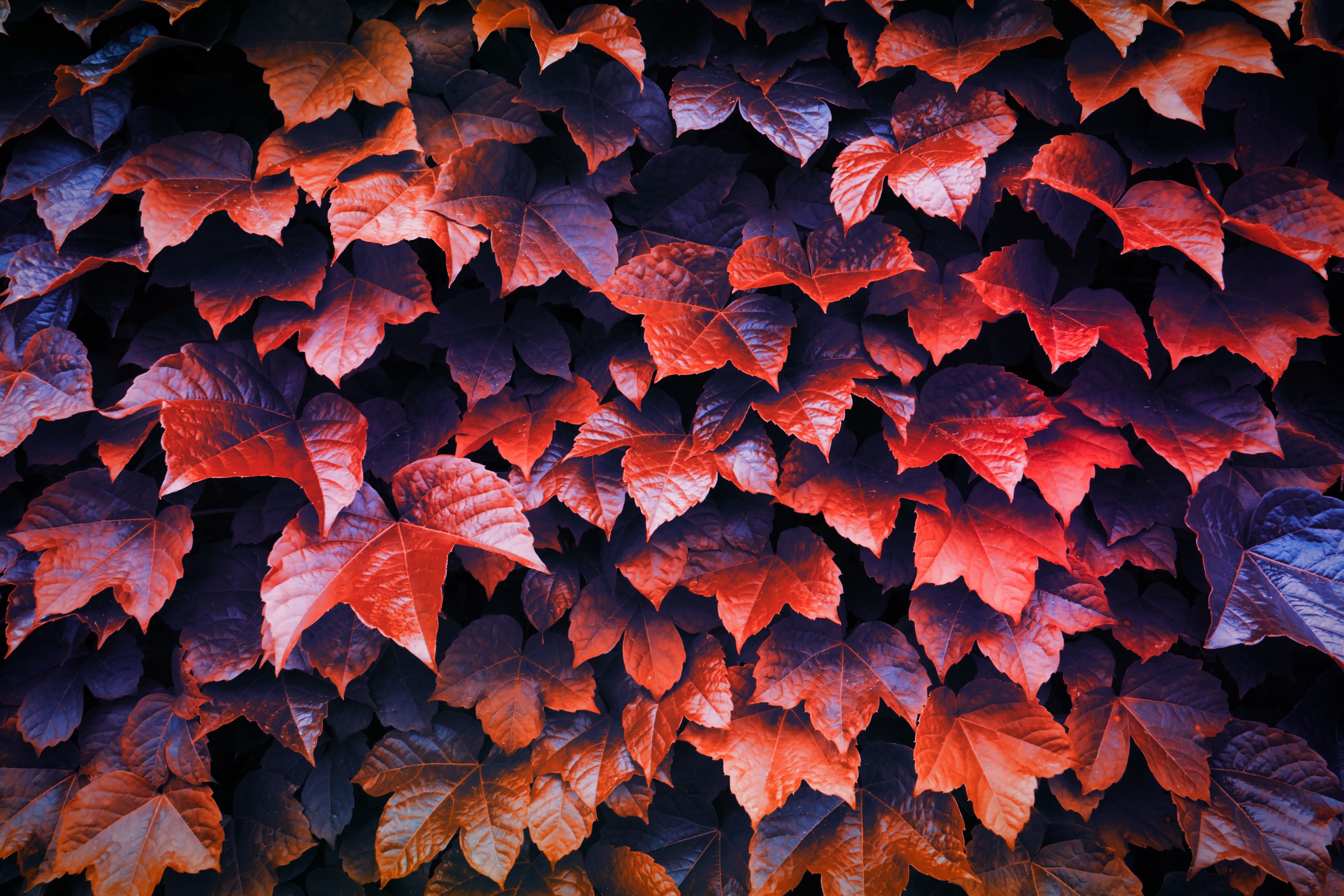 Autumn leaves HD Wallpaper & Background
