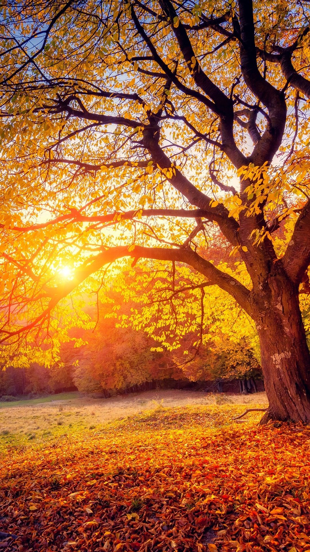 Tree, Sunset, Sunshine, Autumn 1125x2436 IPhone 11 Pro XS X Wallpaper, Background, Picture, Image