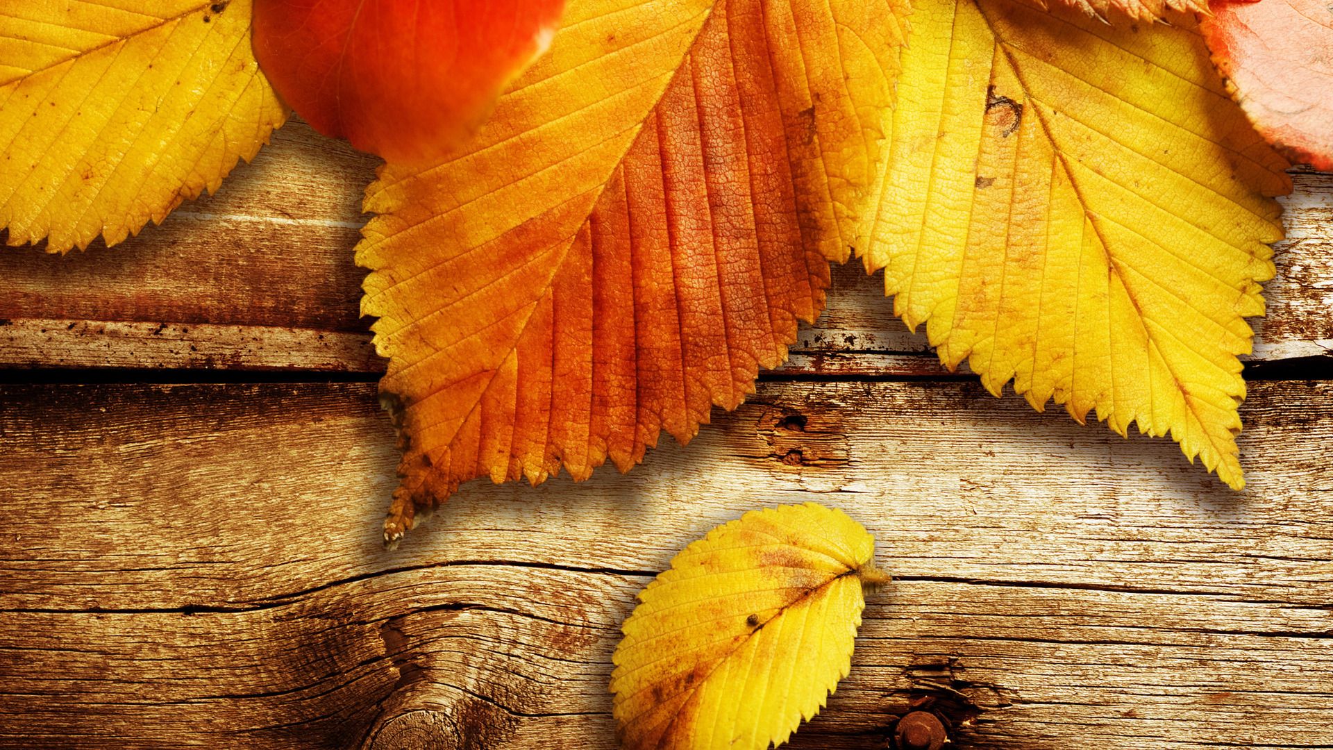 Autumn Leaves Wallpaper