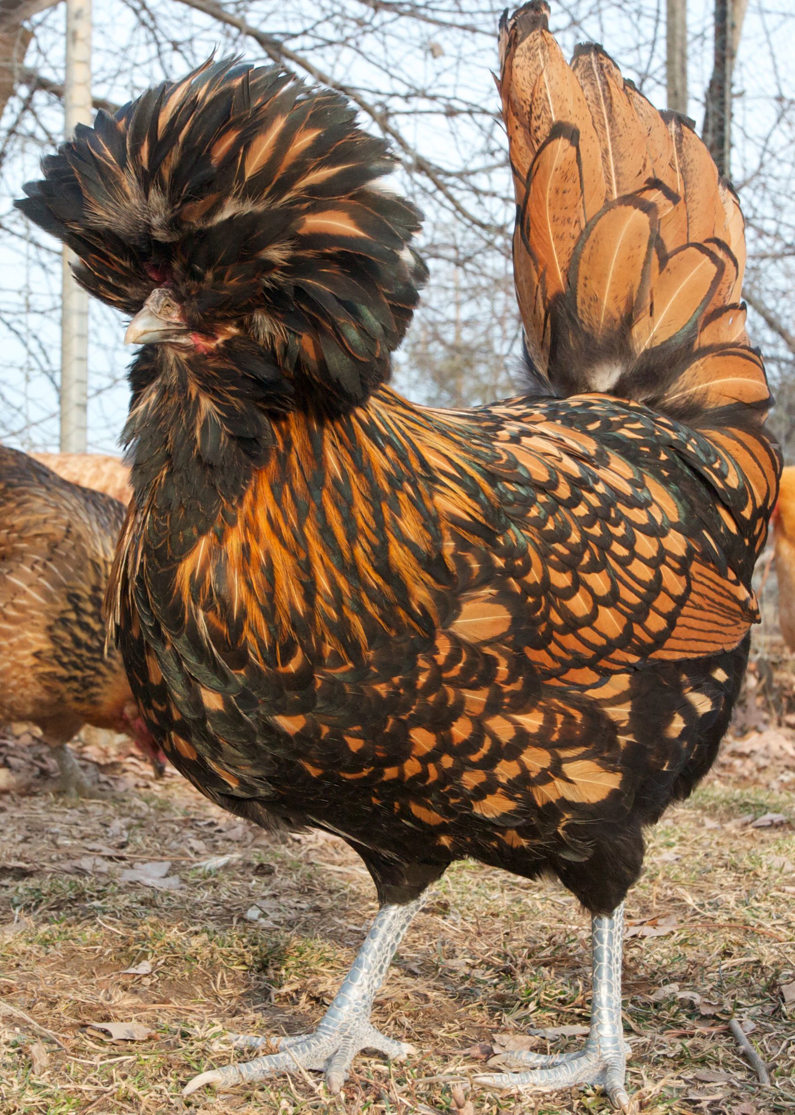 polish chicken stuffed animal