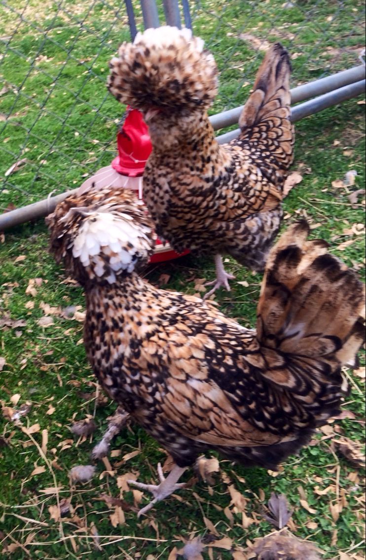 Candy Corn Polish Chickens