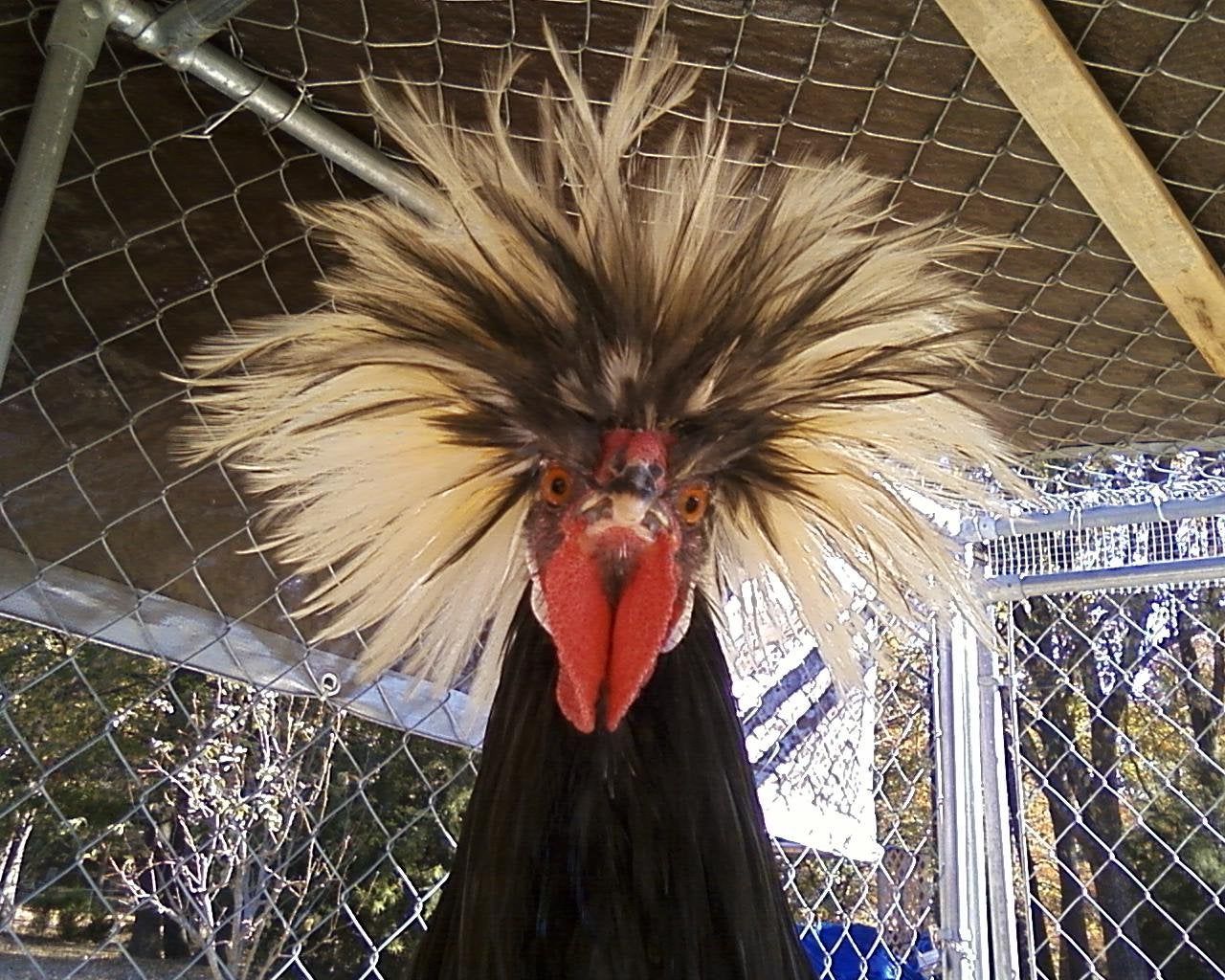 A Chicken (White Crested Black Polish Bantam) Named Stanley. (Gallus Gallus Domesticus)[1280x1024] [OC]