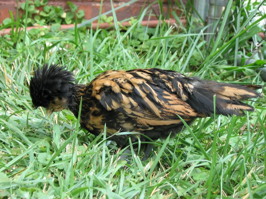 How to Tell if this Golden Polish is a Hen or Rooster?