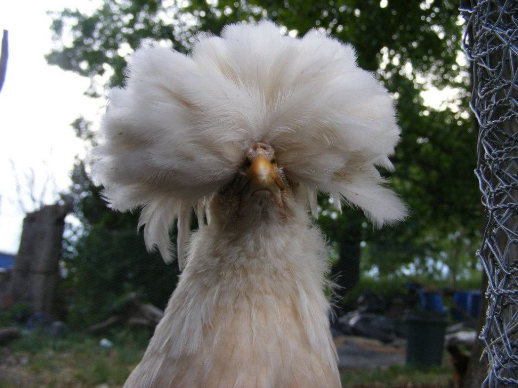 Polish: The Gateway Chicken