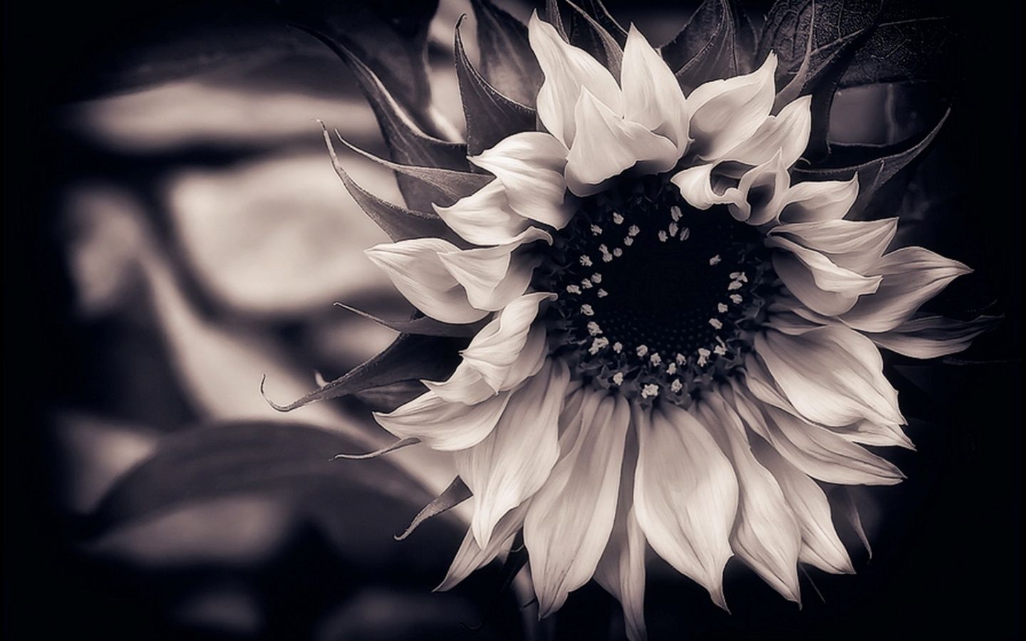 Black and White Flowers Wallpaper