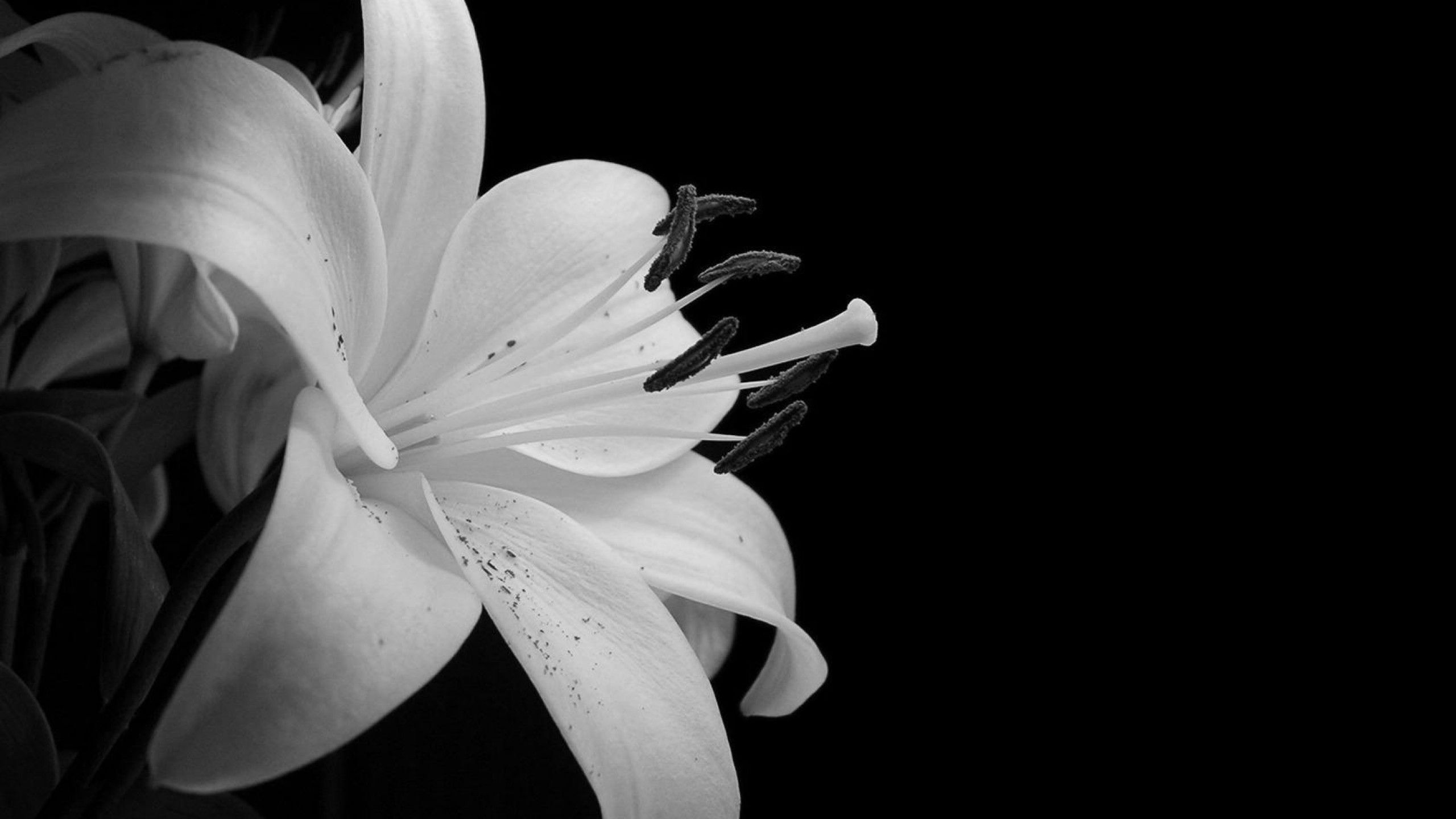 Black and White Flowers wallpaperx1440