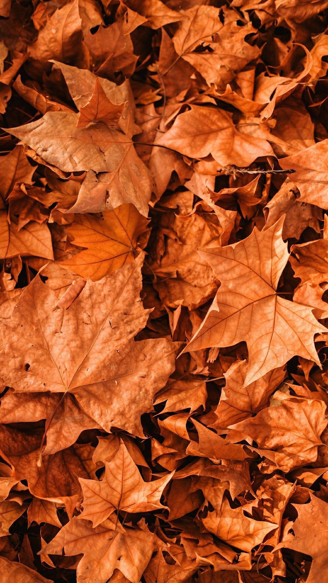 Aesthetic Fall Background Picture. iPhone wallpaper fall, Fall wallpaper, Cute fall wallpaper