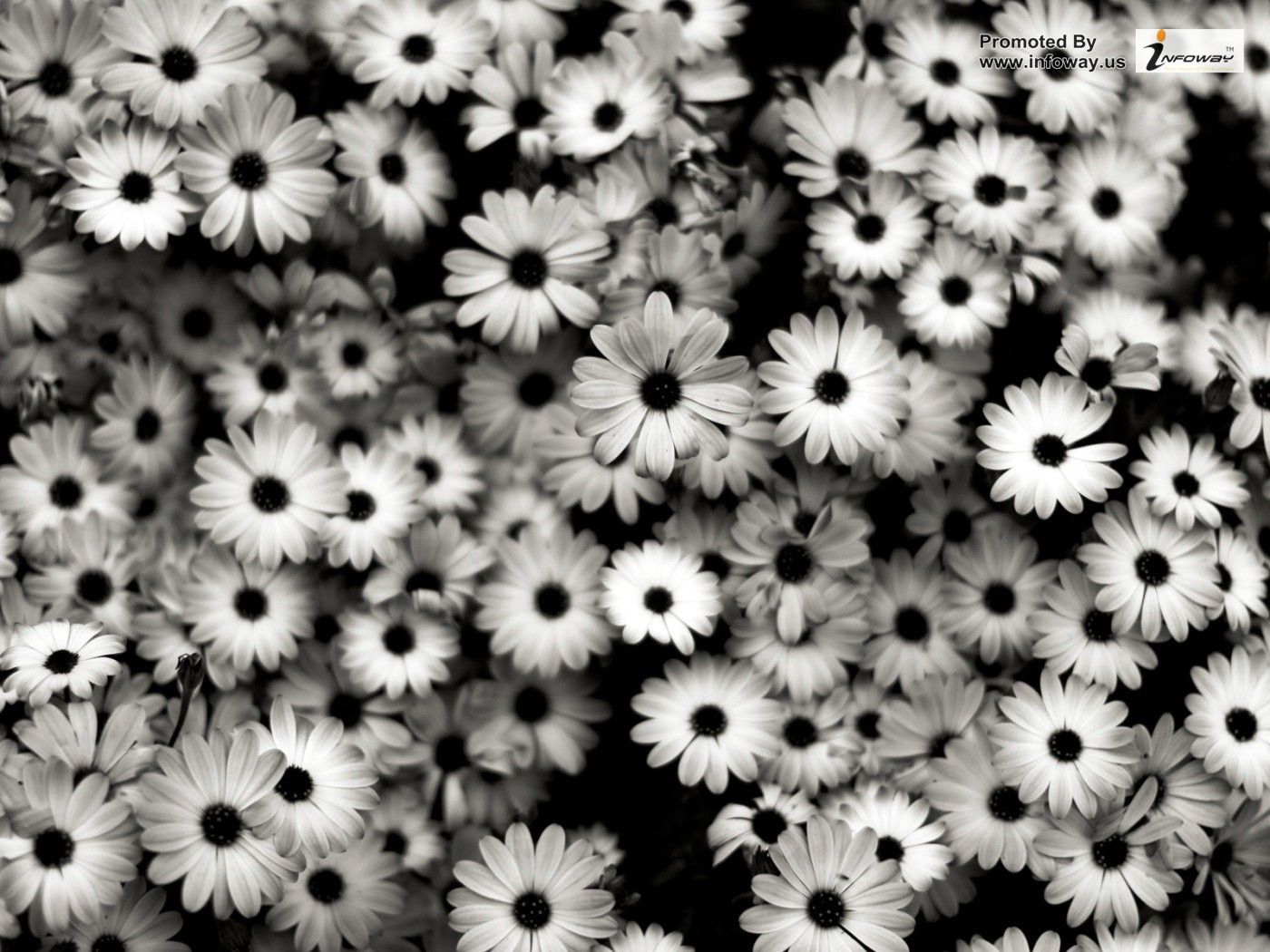 Black And White Flowers Wallpaper 2