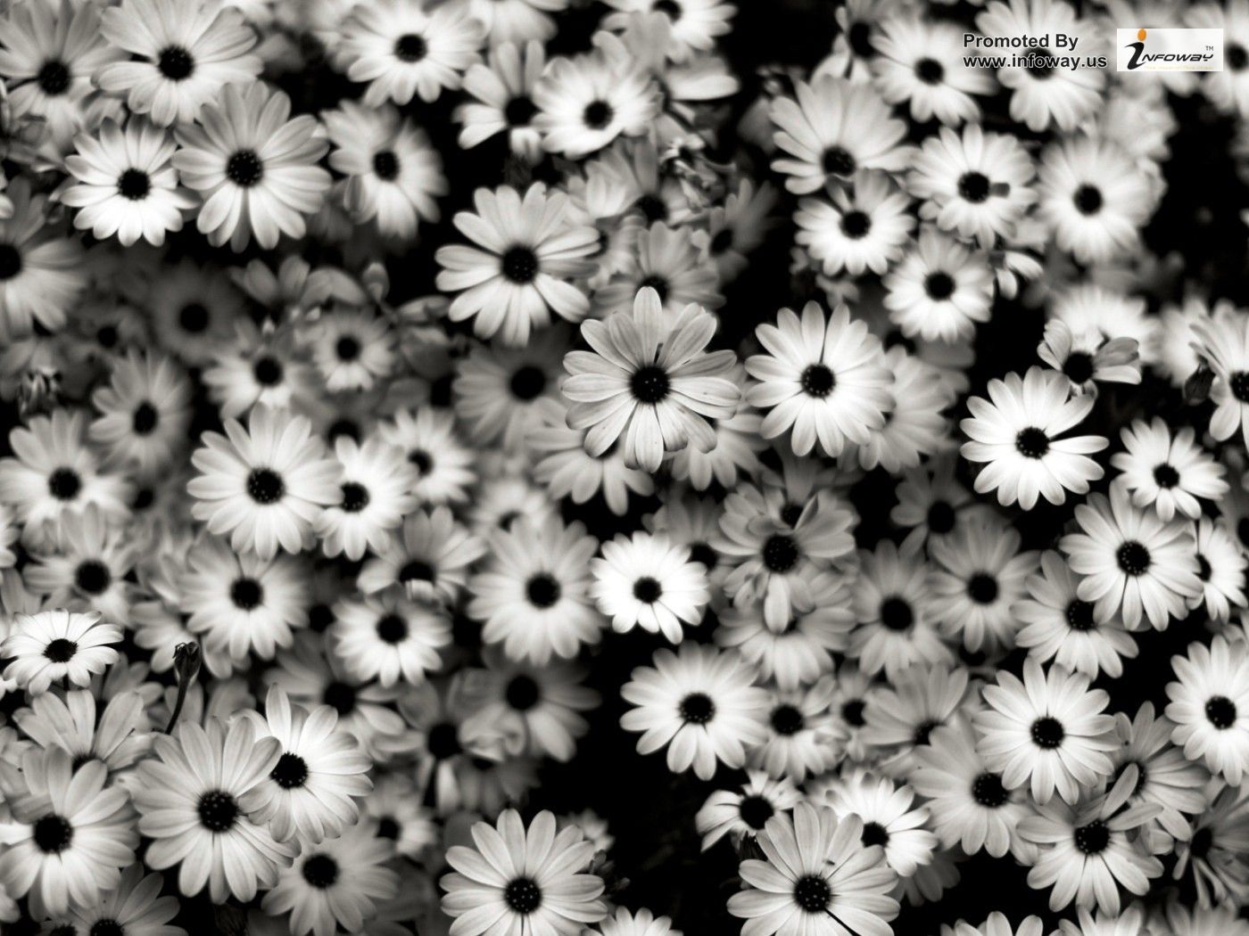Black And White Flowers Wallpapers Wallpaper Cave Black And White Flowers Wallpapers Wallpaper Cave