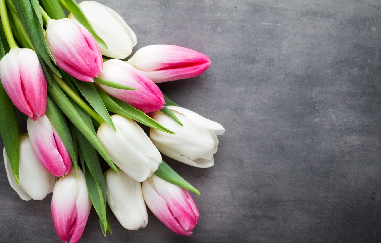 Wallpaper flowers, bouquet, tulips, pink, white, white, fresh, pink, flowers, beautiful, tulips, spring image for desktop, section цветы
