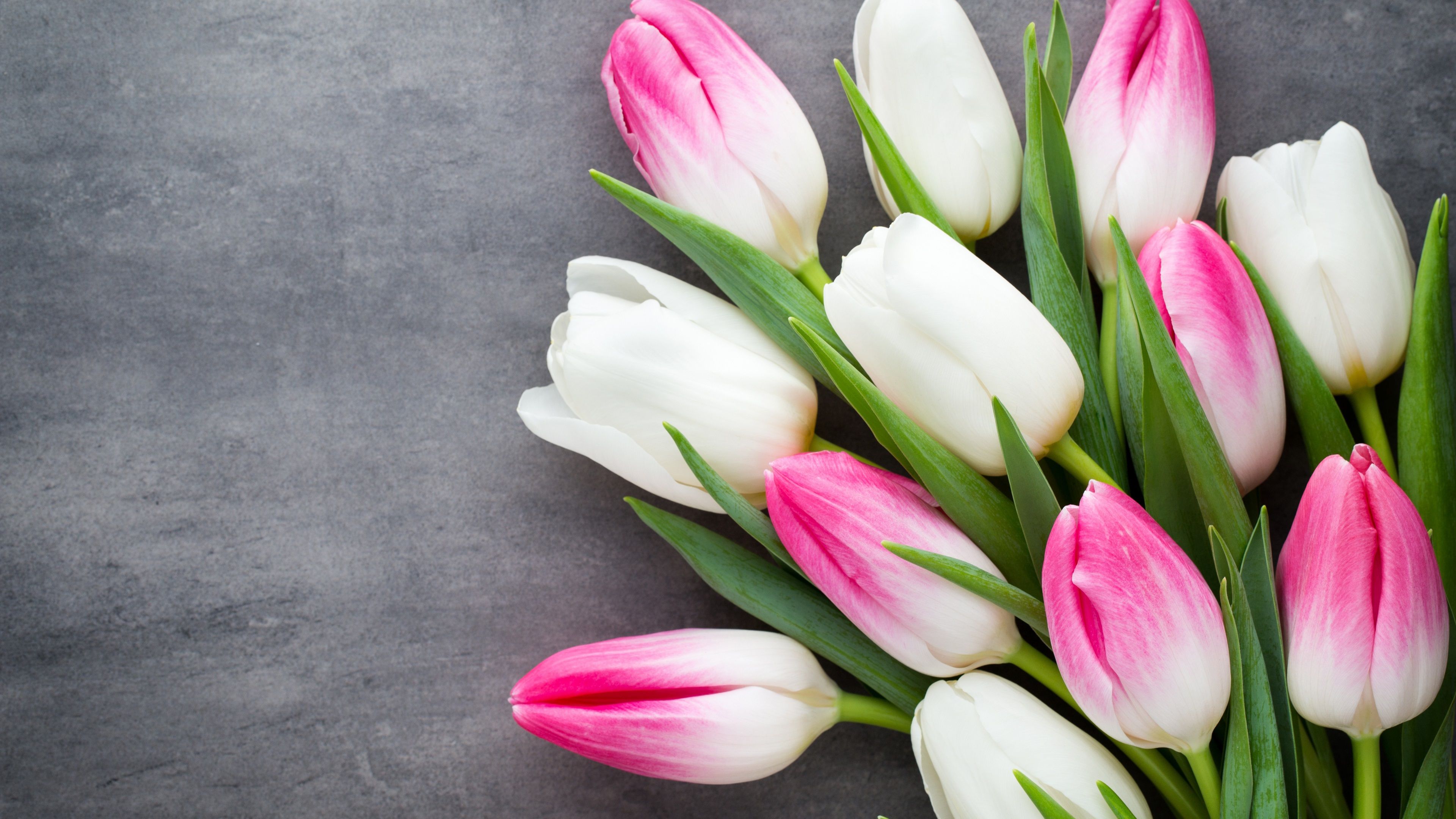 Wallpaper Beautiful tulips, pink white petals 3840x2160 UHD 4K Picture, Image