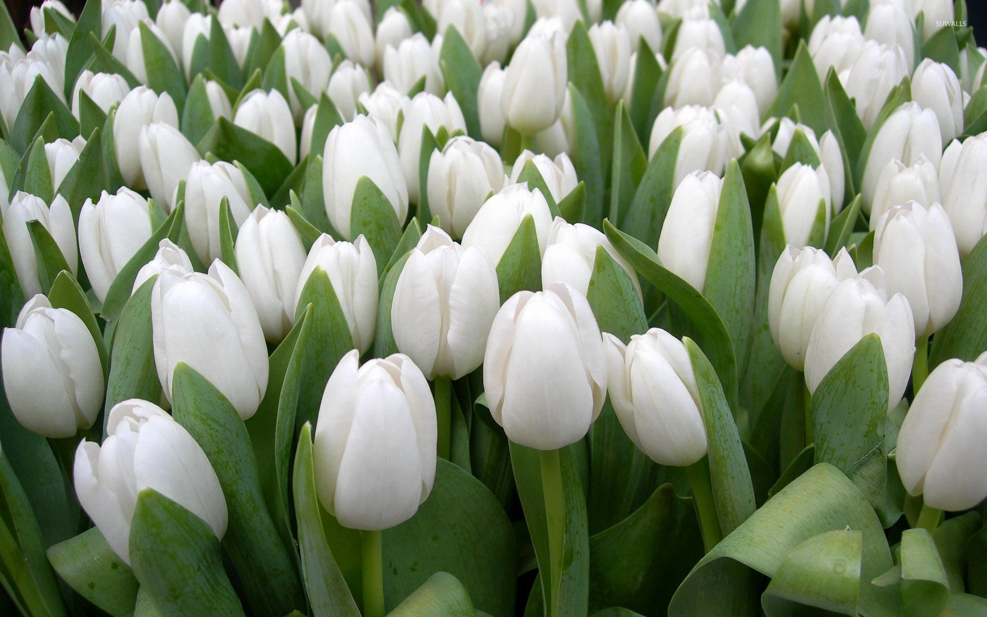 Beautiful white tulips wallpaper wallpaper