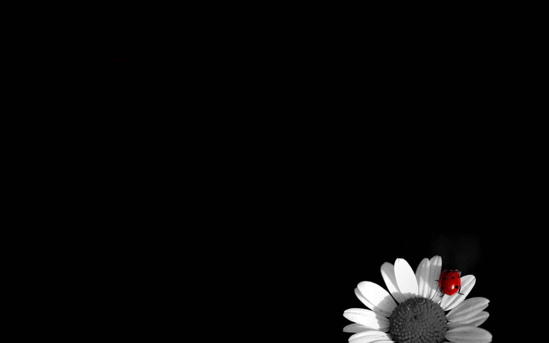Black And White, flowers wallpaper. Black And White, flowers