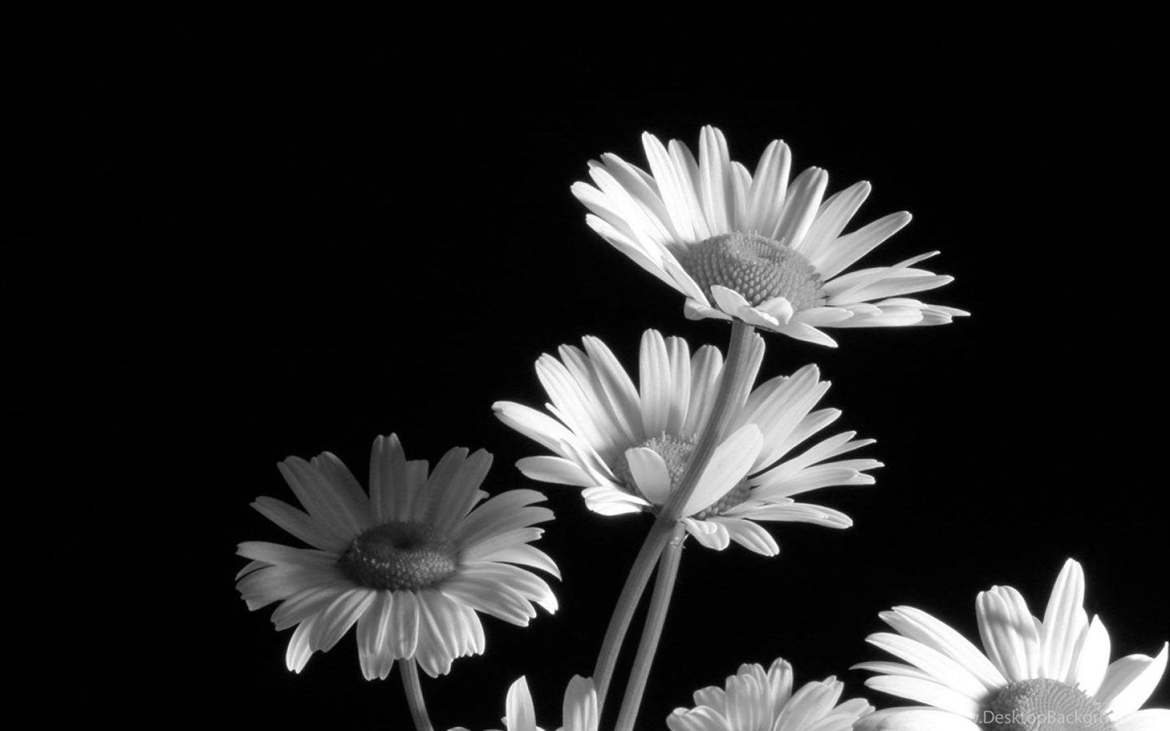 Black And White Flower Wallpaper WallDevil Best Free HD. Desktop Background