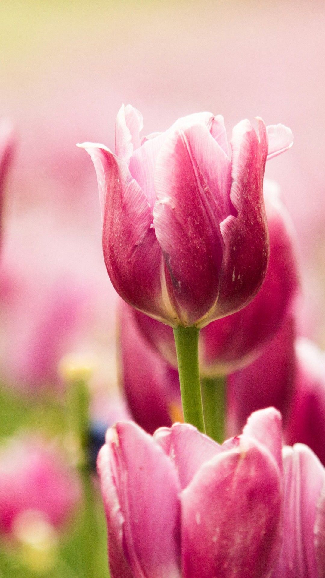 Beautiful Pink Tulips Wallpaper