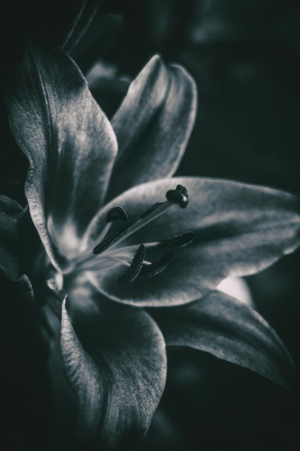 Black And White Flower Picture [HD]. Download Free Image
