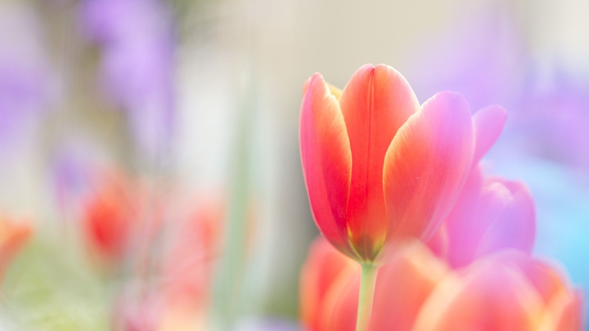 Tulip Background for Desktop. Tulip Flower Wallpaper, Tulip Wallpaper and Tulip Garden Wallpaper