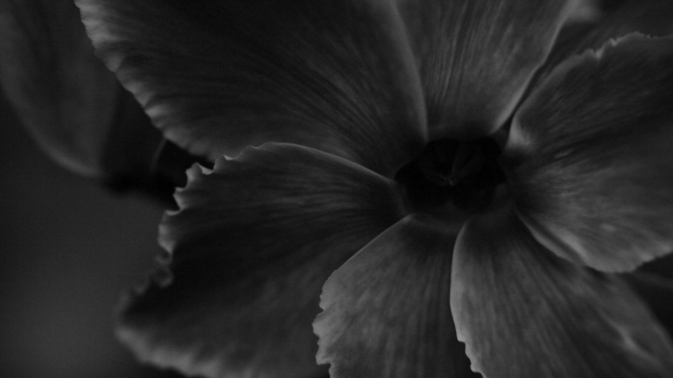 Black and White Flowers 7731 1366x768px