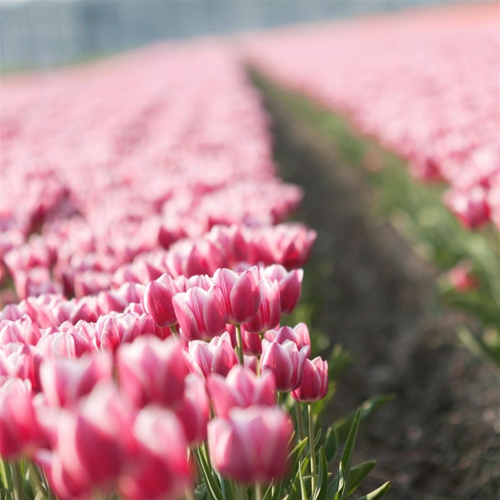 Nature Beautiful Tulips Garden Blur iPad Wallpaper Free Download