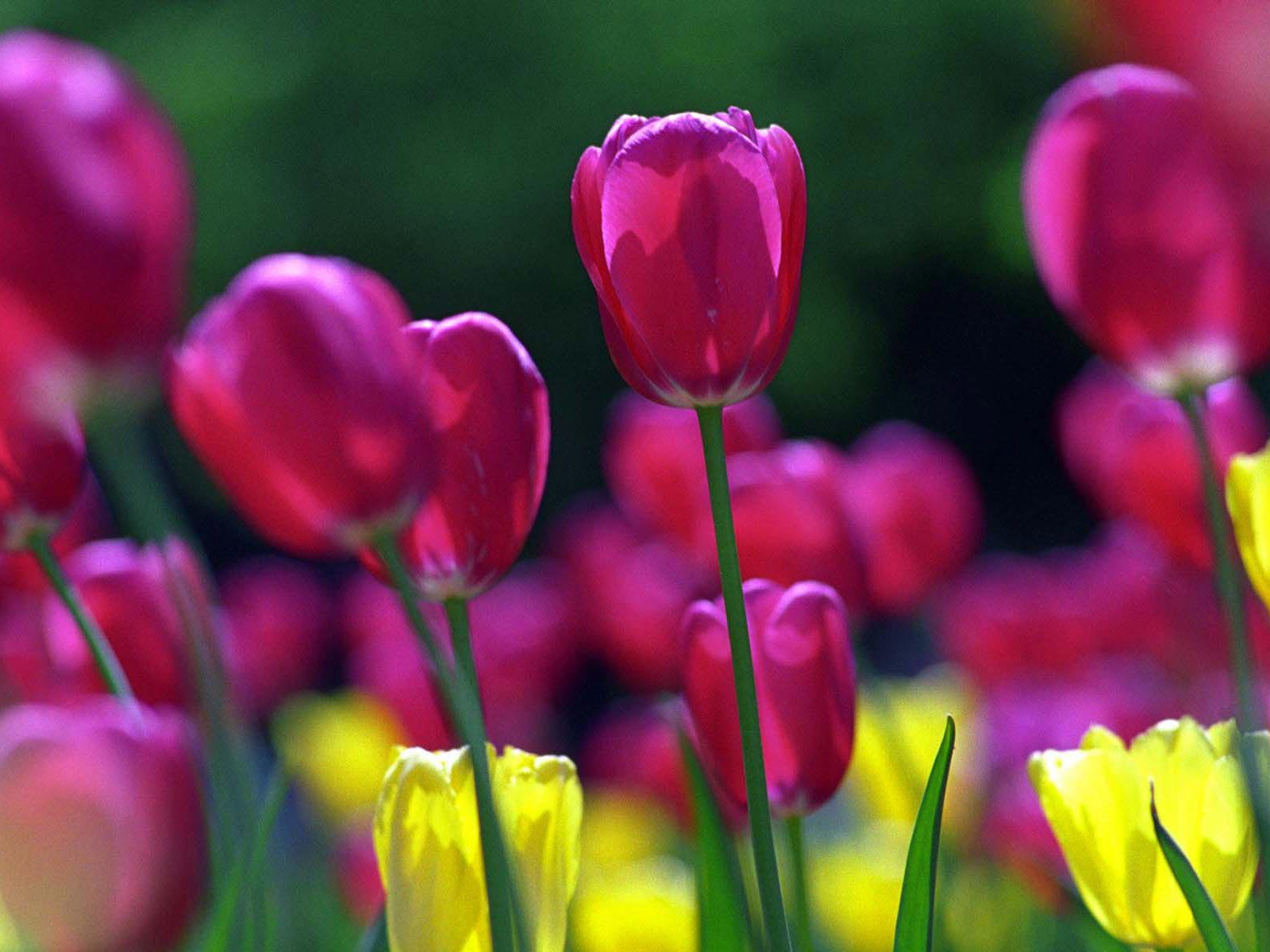 Beautiful tulips wallpaper. Beautiful tulips