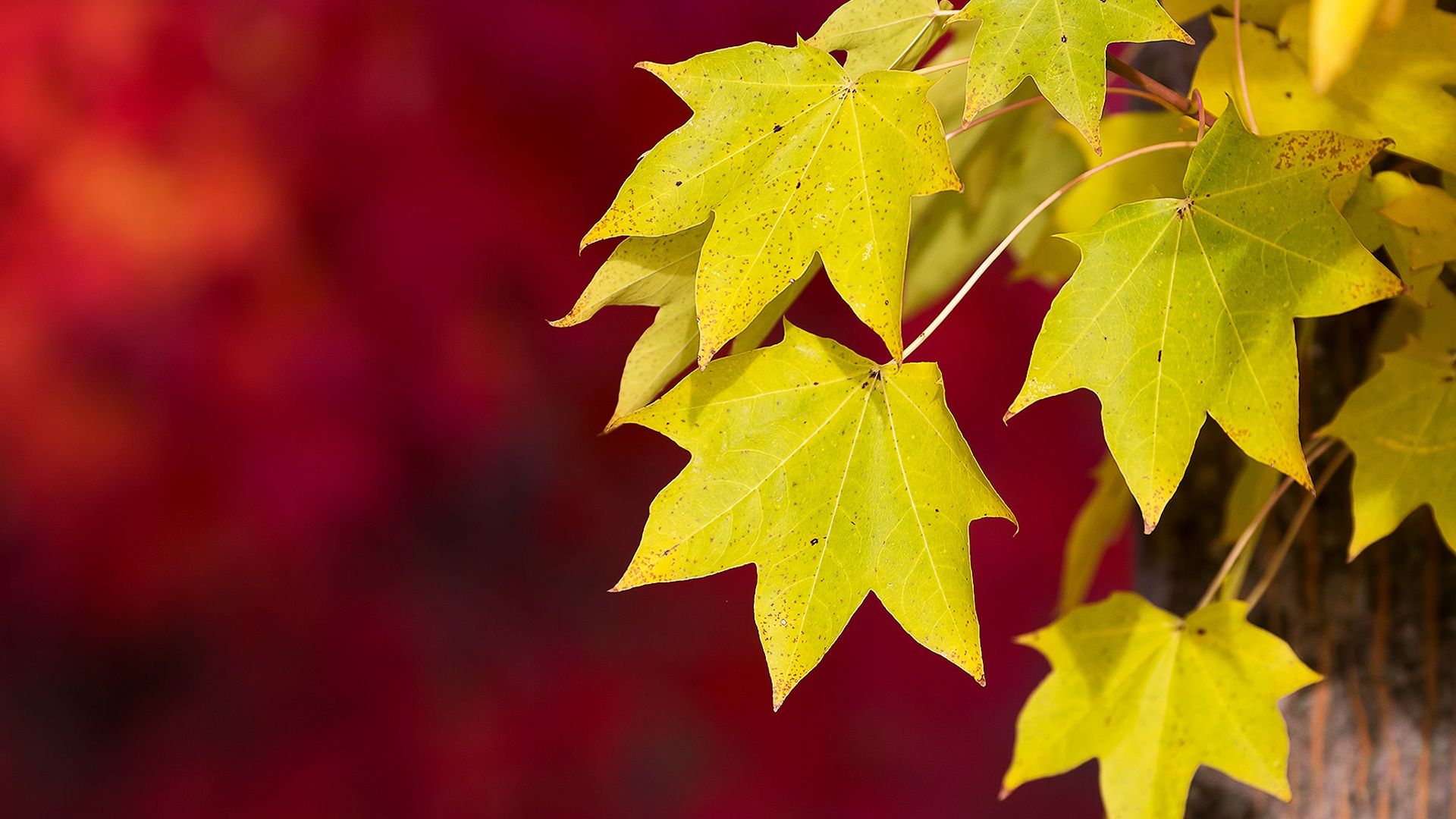 Autumn Wallpaper HD let you feel the magic of Fall