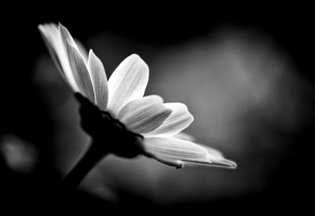 Black and White Flower, iPhone, Desktop HD Background / Wallpaper (1080p, 4k) (1353x928) (2020)