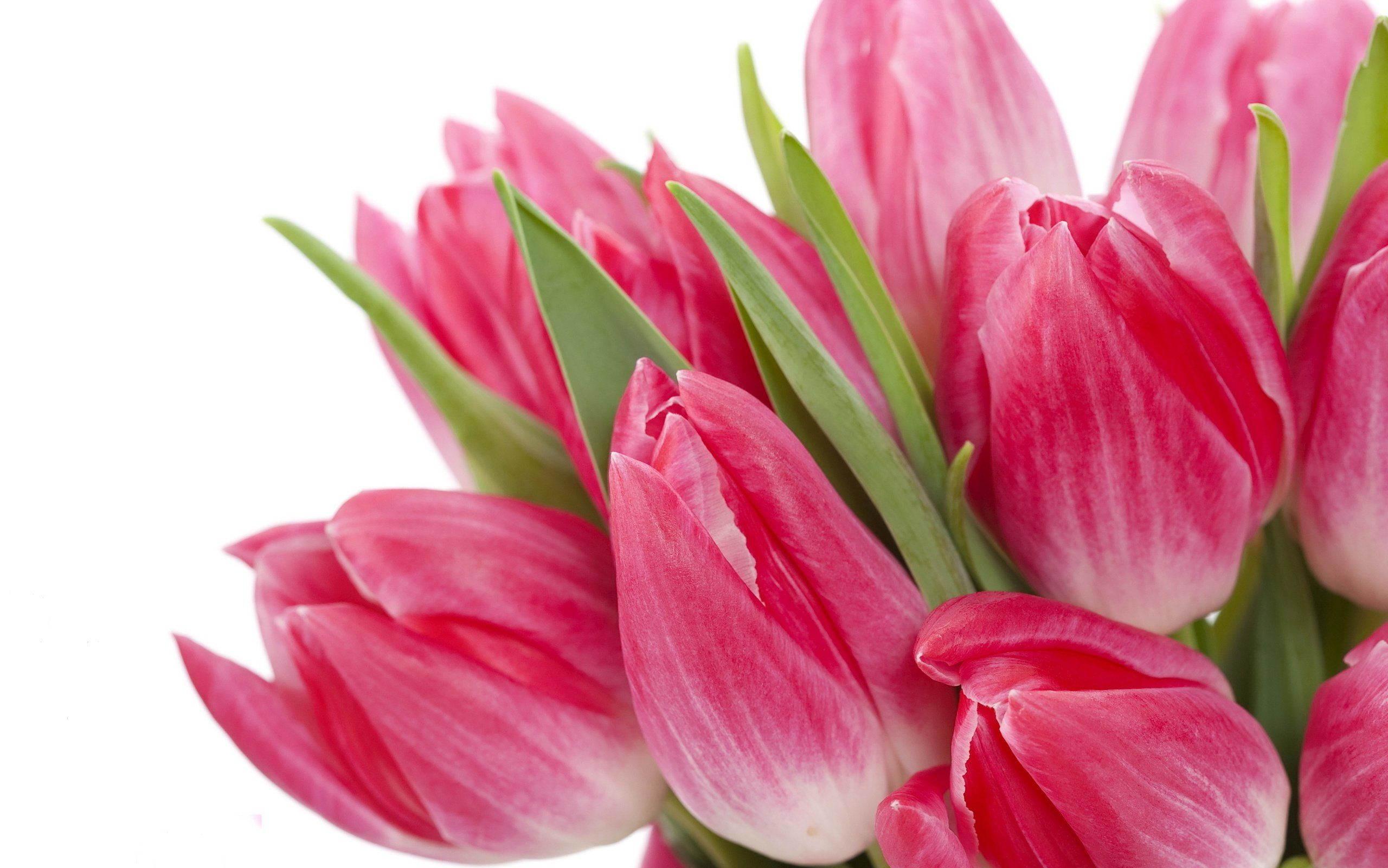 Flowers bouquet pink beauty flowers bright tulips wallpaperx1600