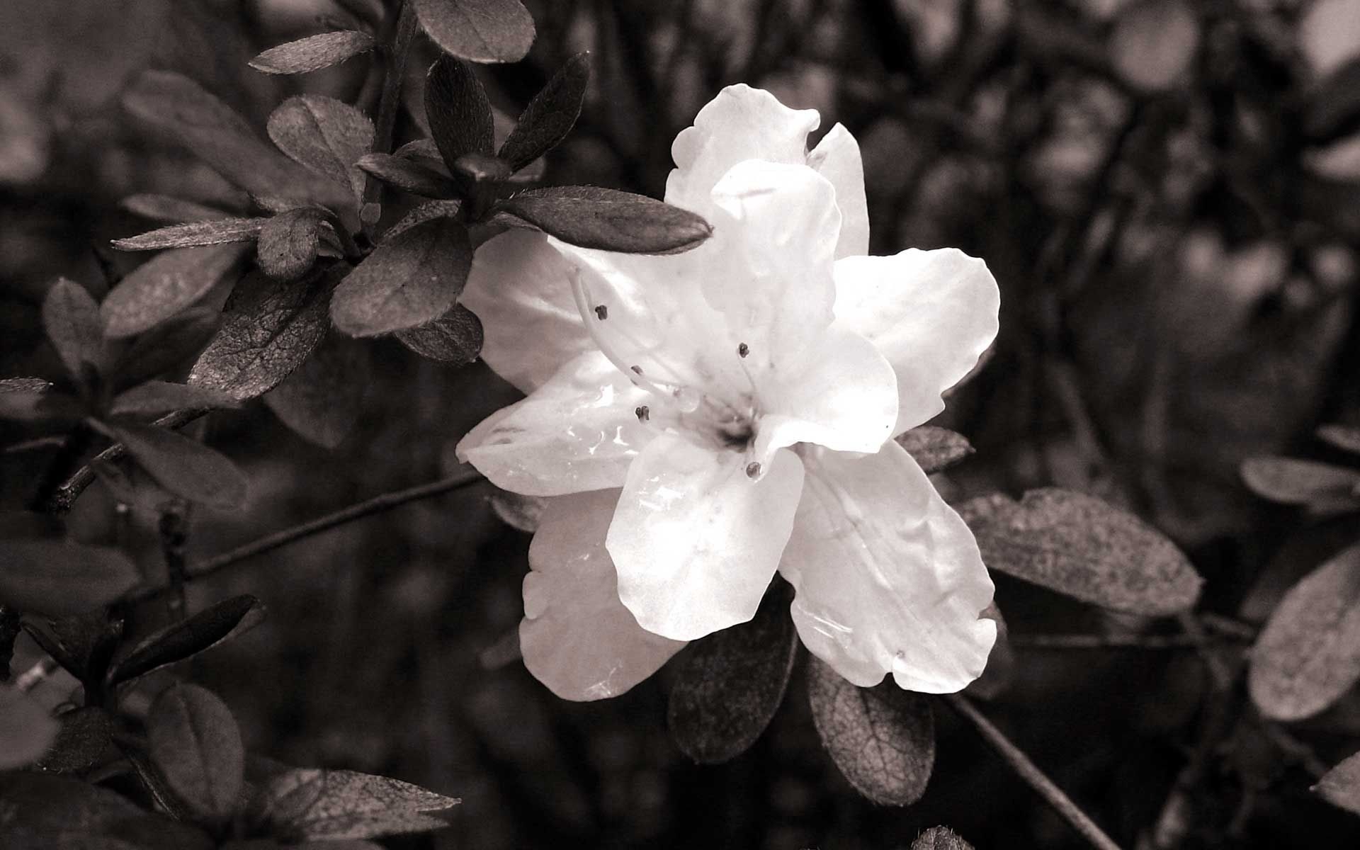 Black and White Floral Wallpaper for PC. Full HD Picture