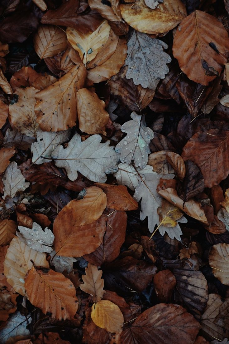 Fall iPhone Wallpaper. Fall wallpaper, Autumn leaves, Leaves wallpaper iphone