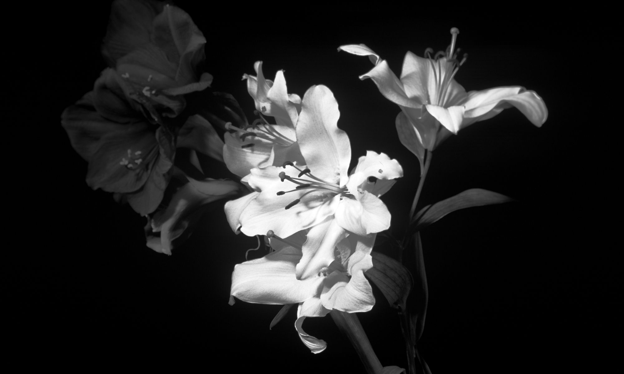 Black And White Flowers Wallpapers - Wallpaper Cave
