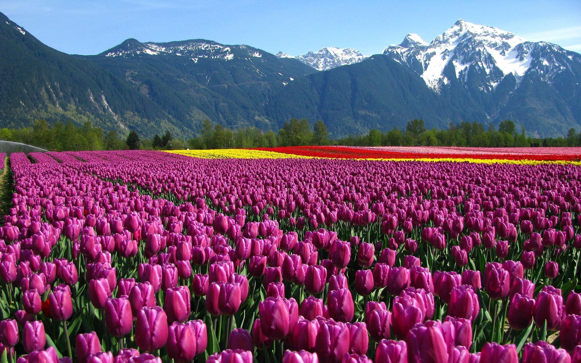 eleletsitz: Tulip Flower Garden Wallpaper Image