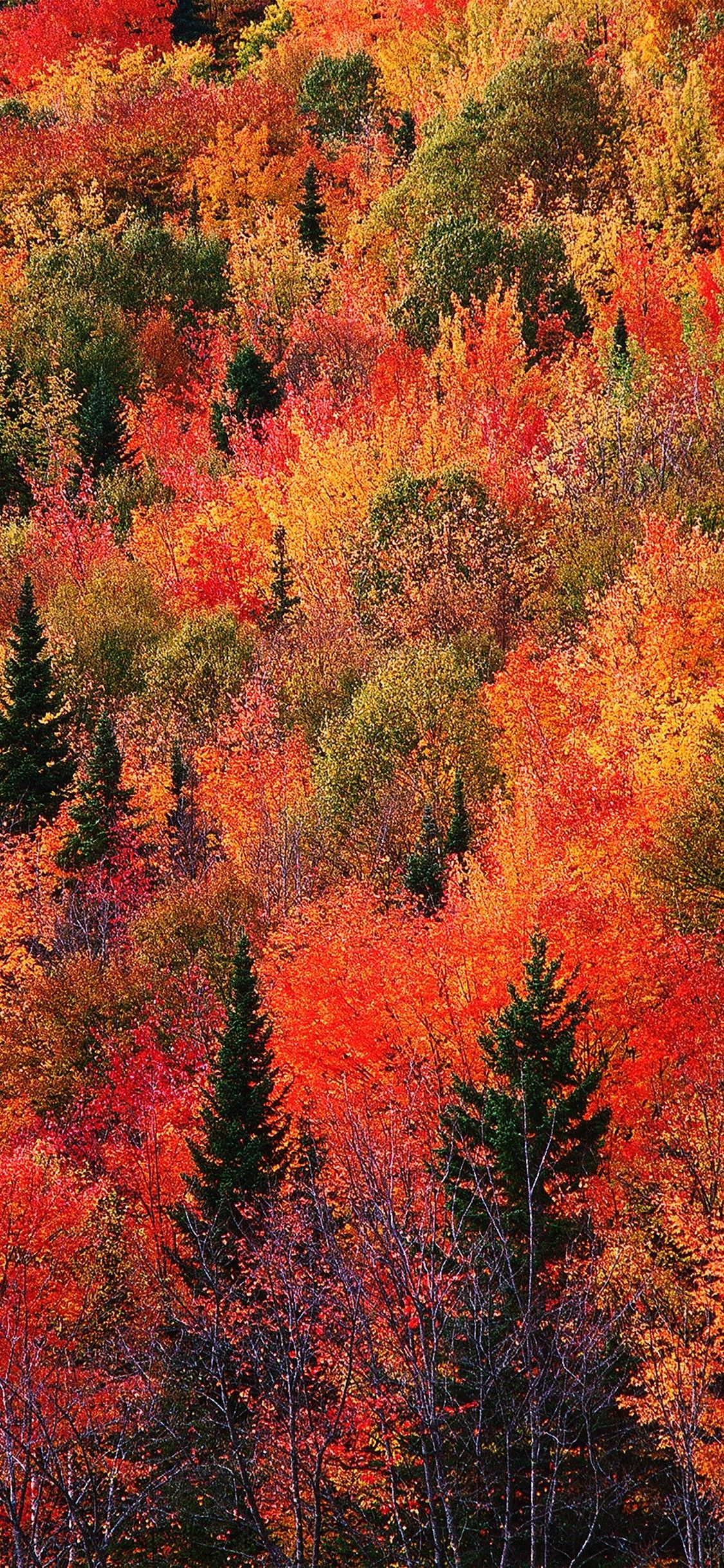 Best Autumn Wallpaper Free HD Wallpaper