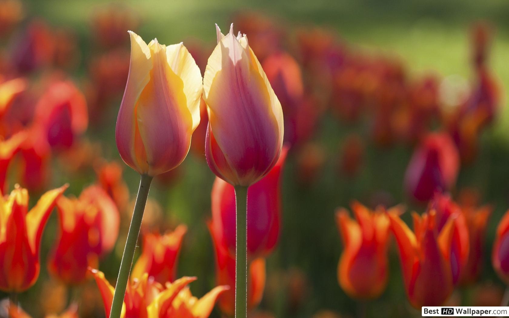 Beautiful tulips HD wallpaper download